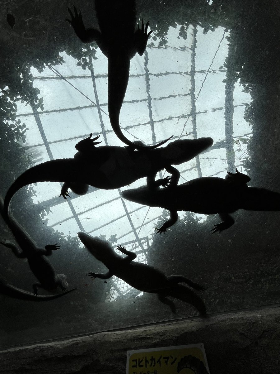 ポンタ tweet media