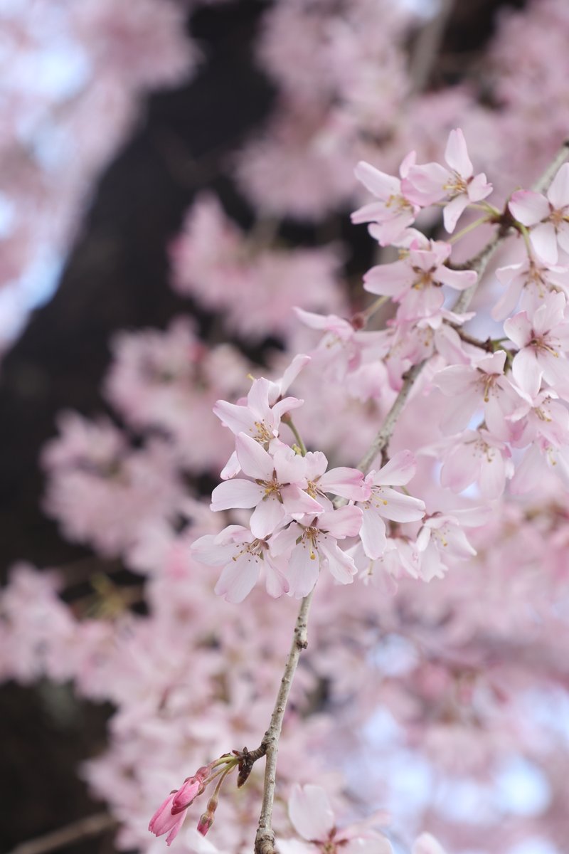 gontanokoneroku's tweet image. Cherry blossoms 😊

#FlowerPhotography #CherryBlossoms #Sakura