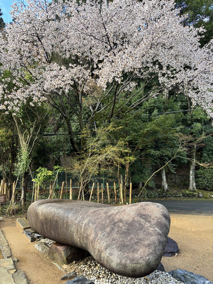 The_Stone_Oishi's tweet photo. Today, the Spring Dance will be offered
under full-bloom cherry blossoms beside The Stone.

A clear sky,
a quiet moment of spring.

🕰 11:00 / 14:00 / 16:00
📍Sagano, Kyoto

#Kyoto #Sagano #SpringInKyoto #TheStone #KyotoEvents https://t.co/RsoY1WXuTk