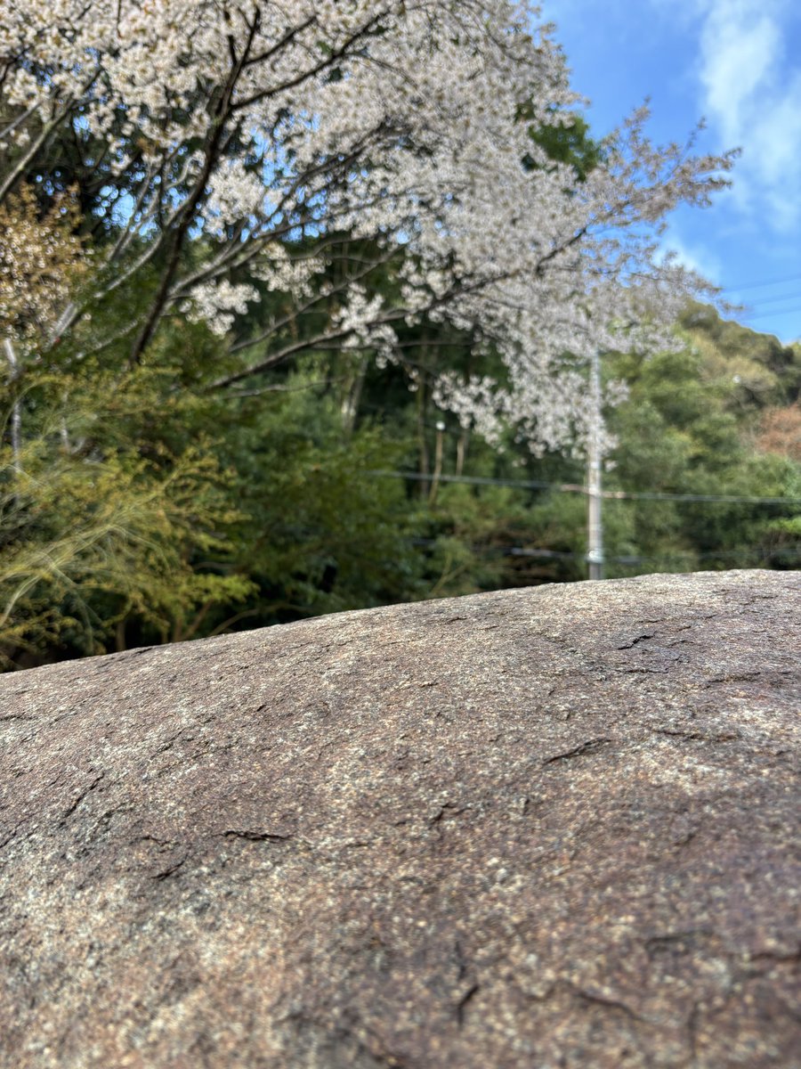 The_Stone_Oishi's tweet photo. Today, the Spring Dance will be offered
under full-bloom cherry blossoms beside The Stone.

A clear sky,
a quiet moment of spring.

🕰 11:00 / 14:00 / 16:00
📍Sagano, Kyoto

#Kyoto #Sagano #SpringInKyoto #TheStone #KyotoEvents https://t.co/RsoY1WXuTk