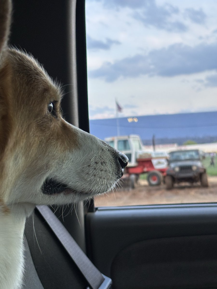 Dzus the Push Truck Corgi tweet media