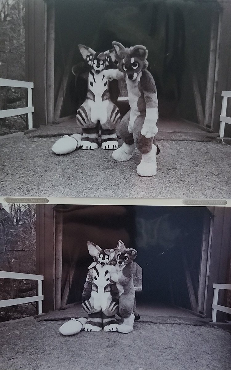 Zebedia (Zeb) da Coyote tweet media
