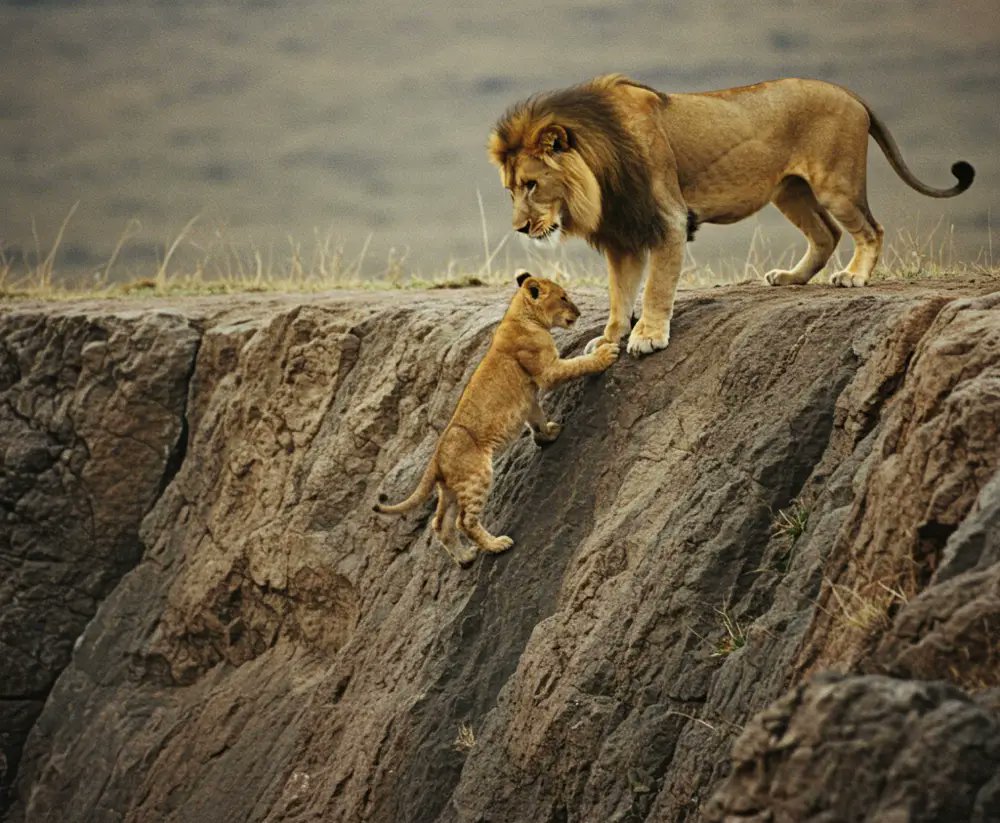 US版、獅子は我が子を千尋の谷に落とす🤣