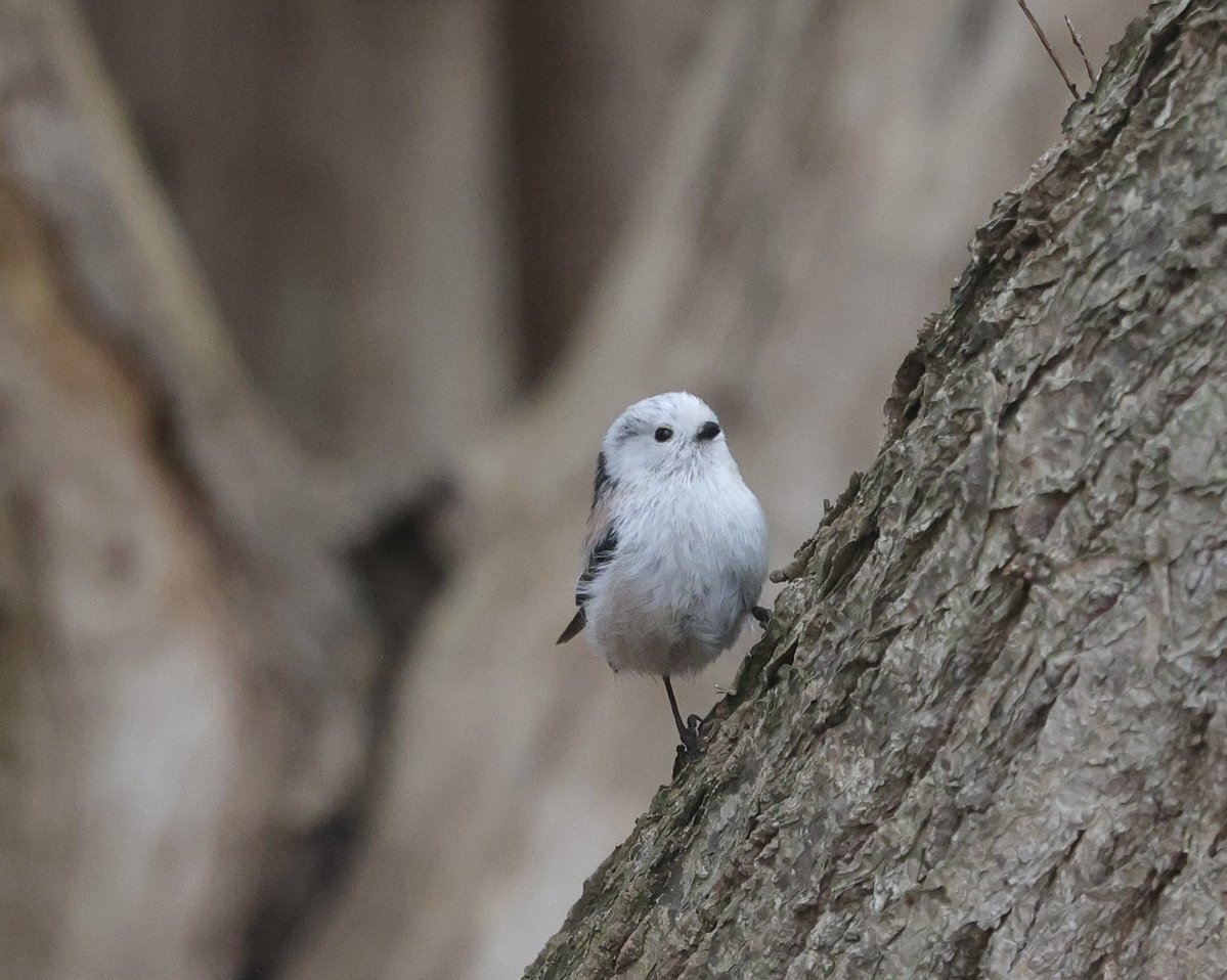 じゅんじゅん tweet media