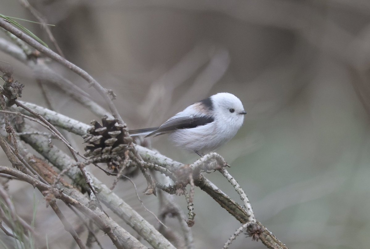 じゅんじゅん tweet media