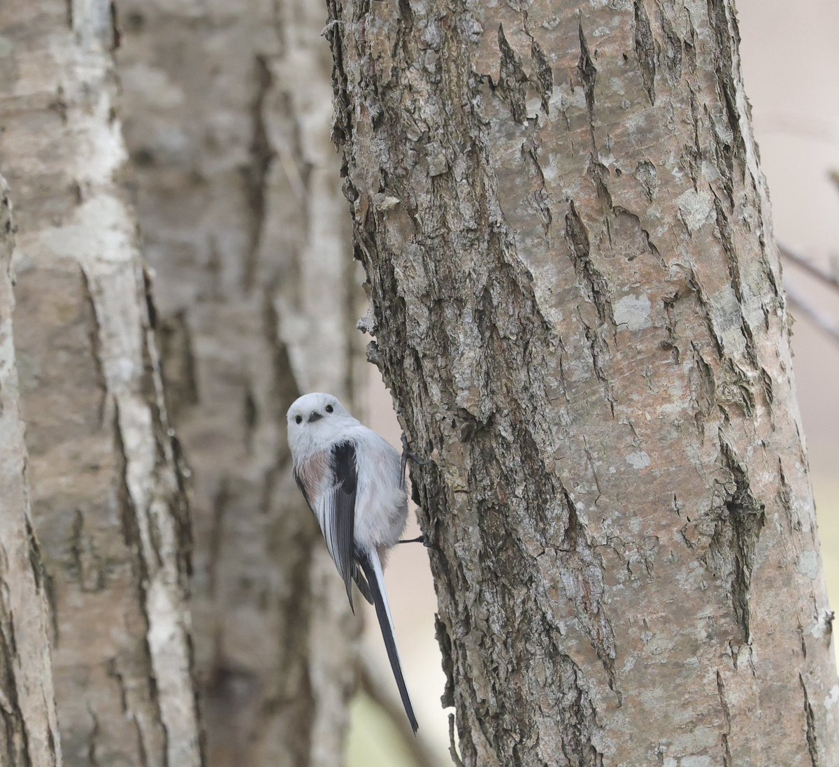 じゅんじゅん tweet media