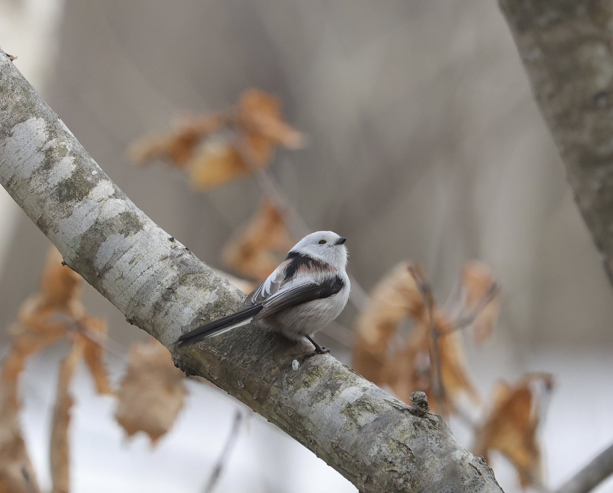 じゅんじゅん tweet media