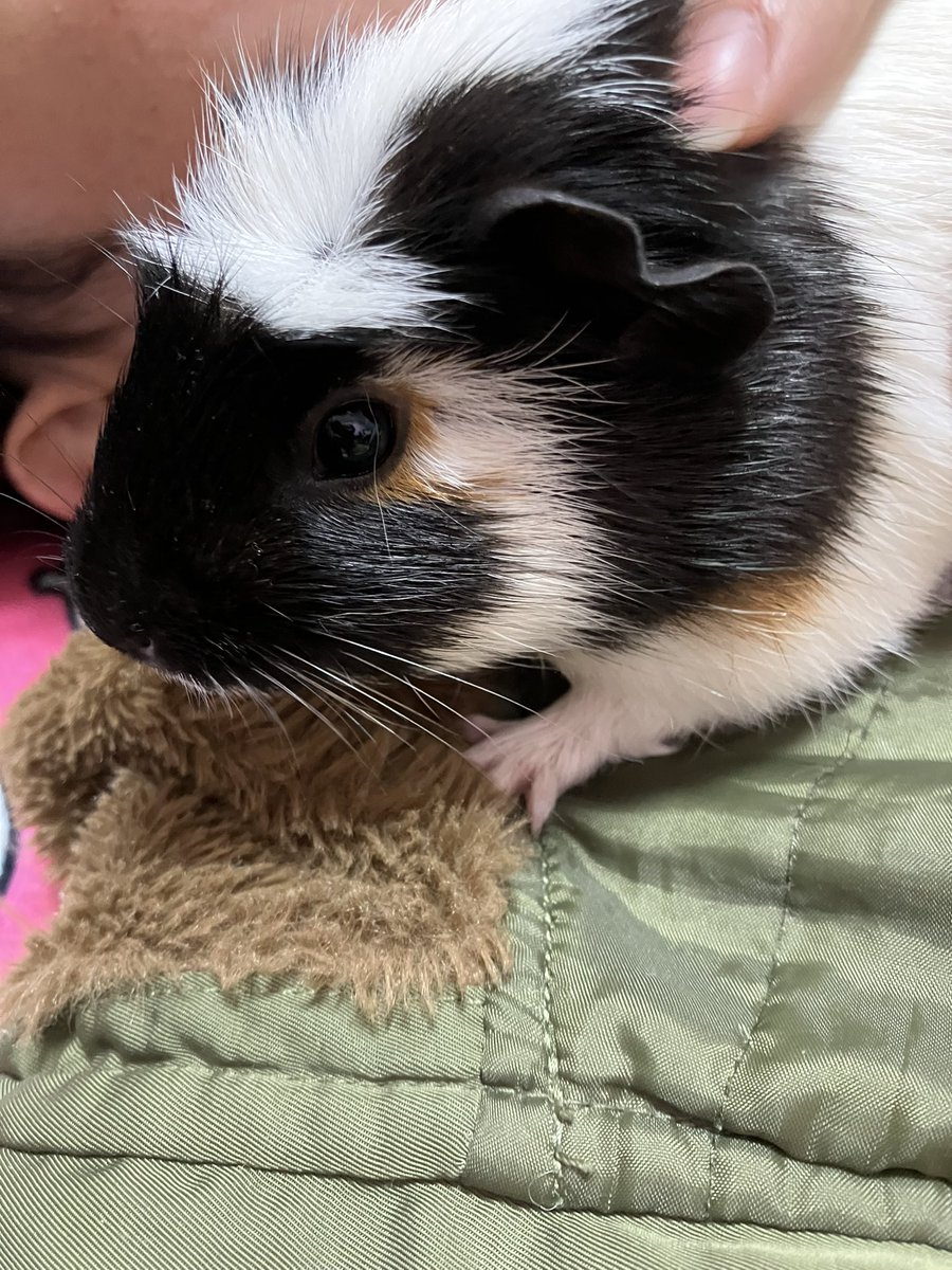 河合さんちのモル曽良✩.*˚結衣✩.*˚ tweet media