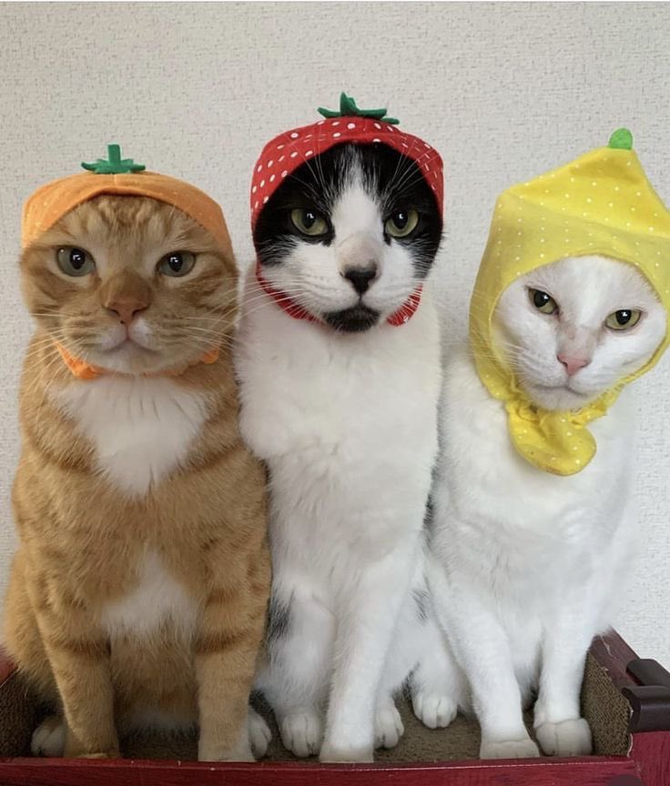 haelyn, miko's gf. ☪️ 𑜩 tweet media