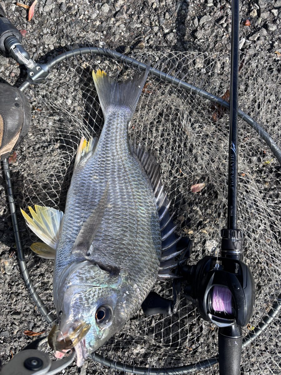 すーけー🕷 tweet media