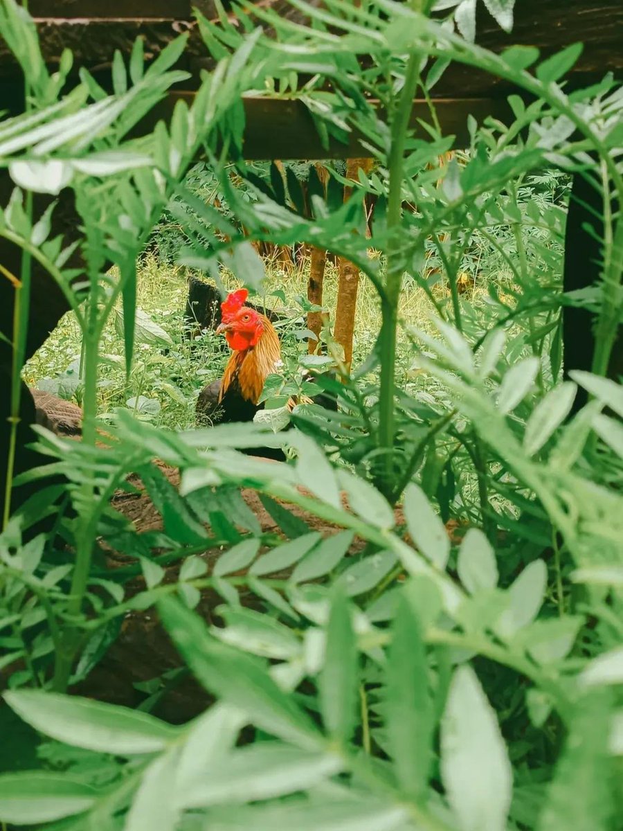 Aku dan hobi motret random itu. Kali ini momen tanaman lidah mertua sing kebak sawang dan mengintip ayam tetangga.