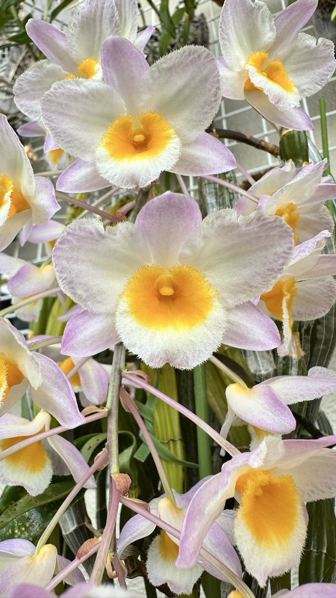 kbk Nobuhiro tweet media