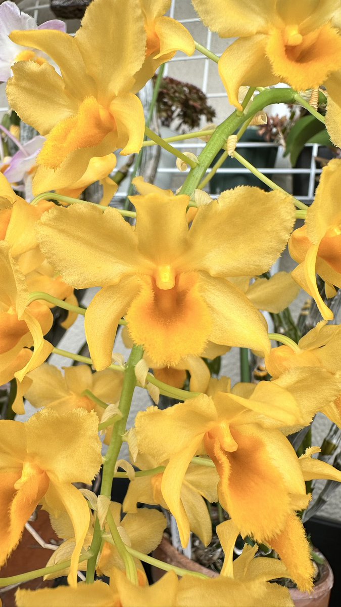 kbk Nobuhiro tweet media