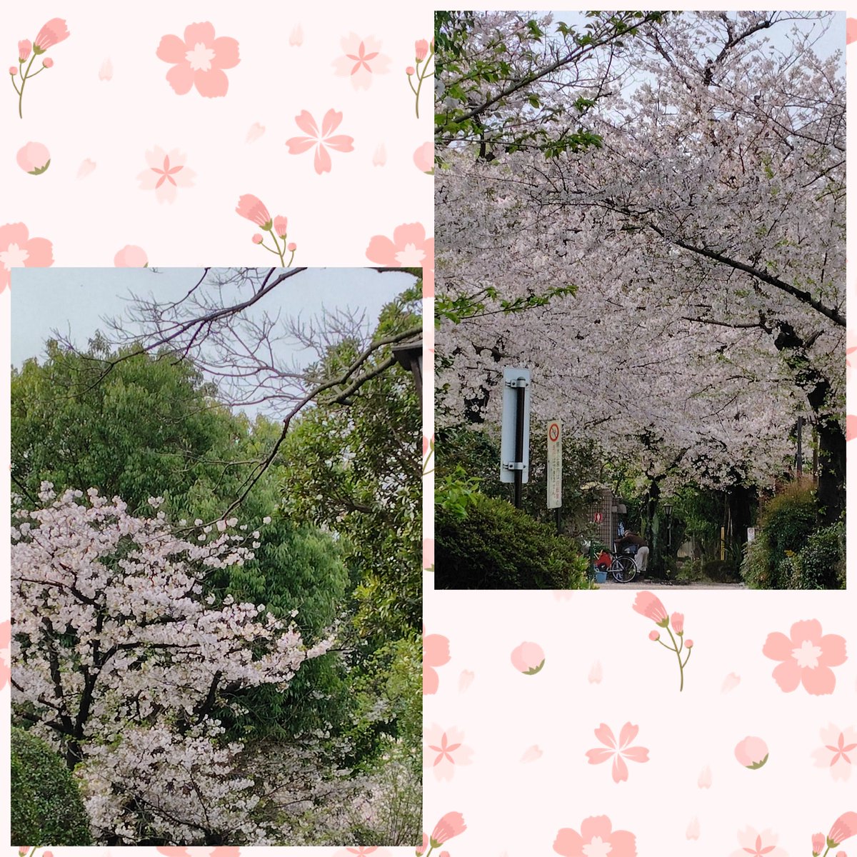 よしぞう🙋 @故障続きの週末JOGER tweet media