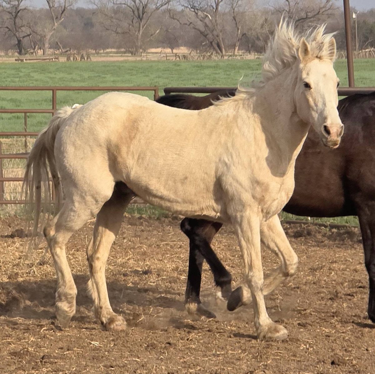 WildCorp's tweet image. We have a $460 match to help get Cisco home all donations will be applied toward the match &amp;amp; tax deductible  Please #share #repost #retweet #donate   paypal.com/donate/?hosted… venmo.com/u/SaveourWildH…