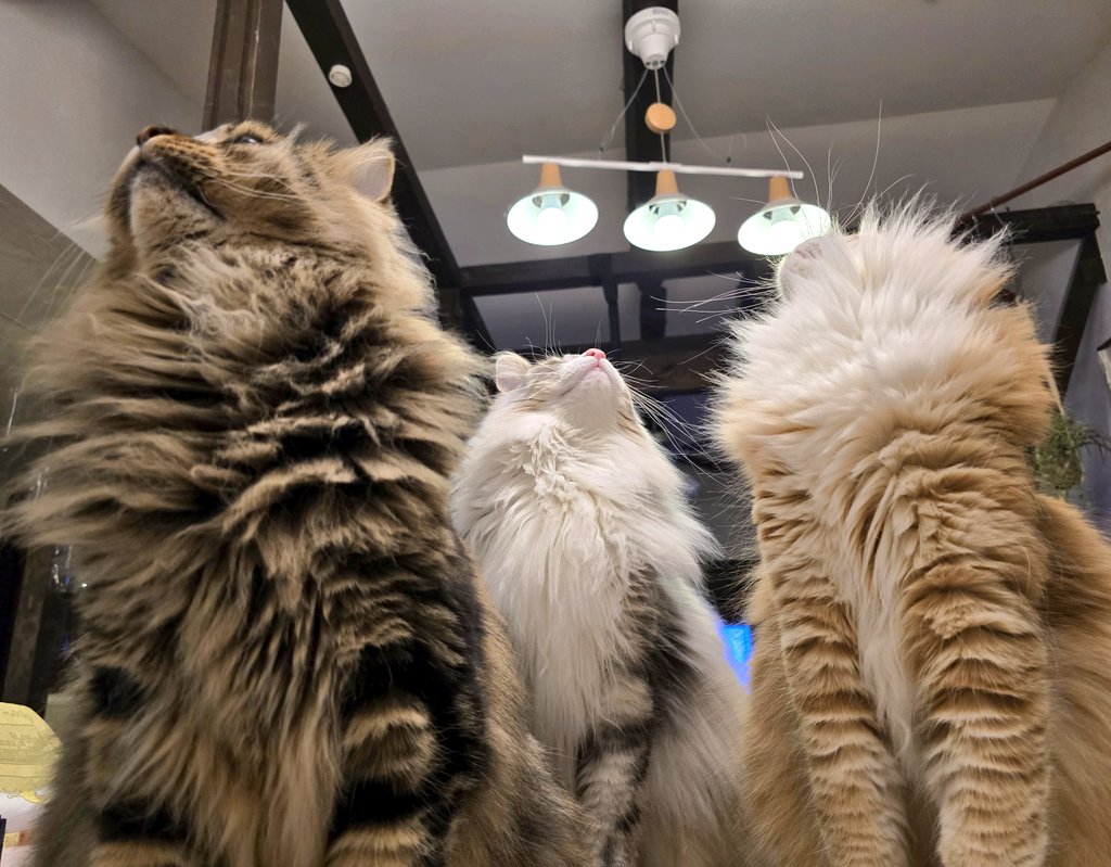 ズバッと猫軍団 クロエ/リオン/ソル/マニ tweet media