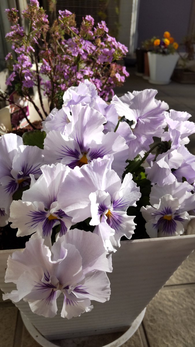 るんるん＊~🌈🌷 tweet media