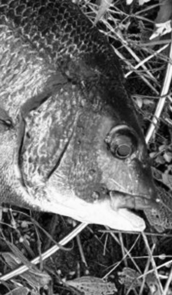 久里浜　太郎 tweet media