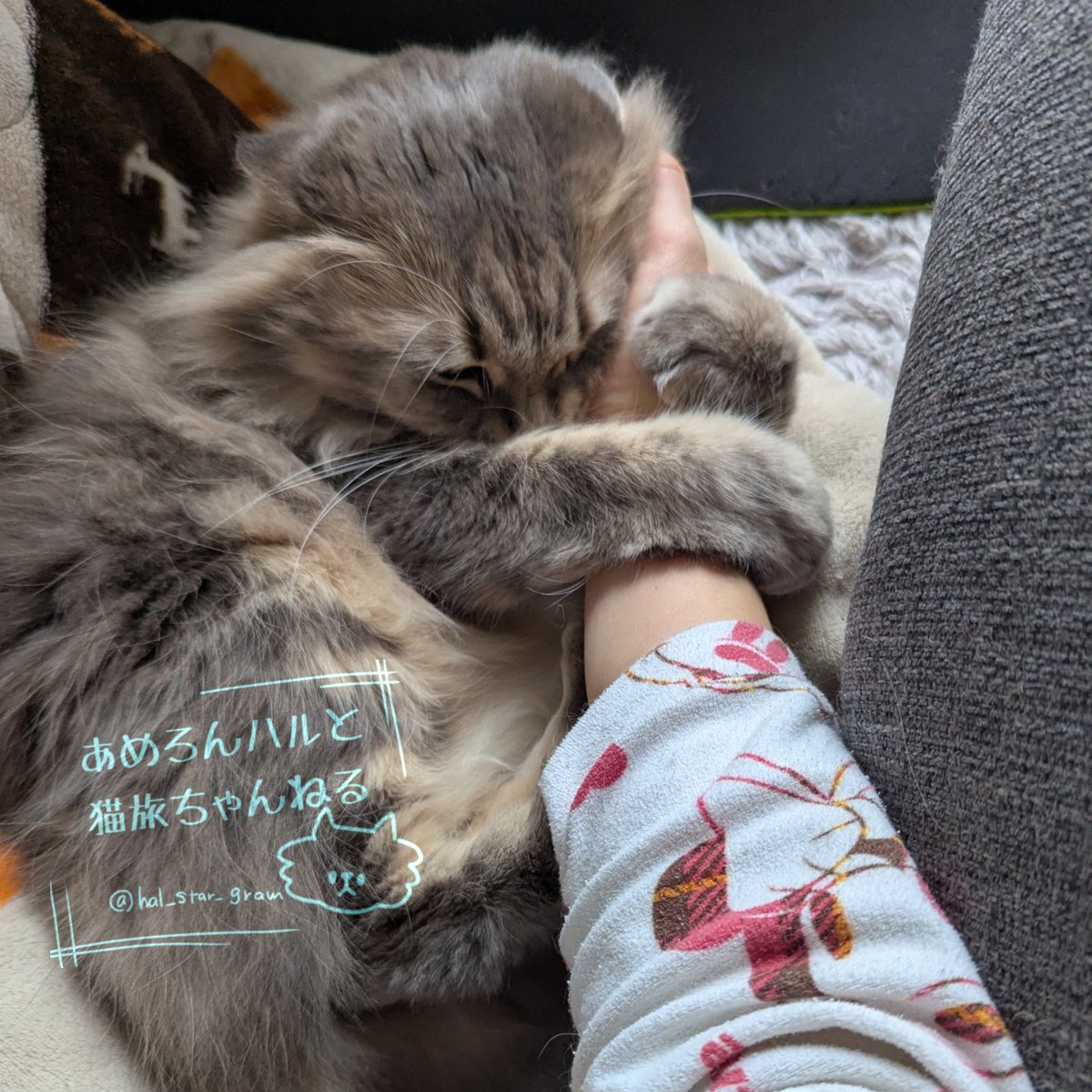 あめろんハルと猫旅ちゃんねる🍥 tweet media