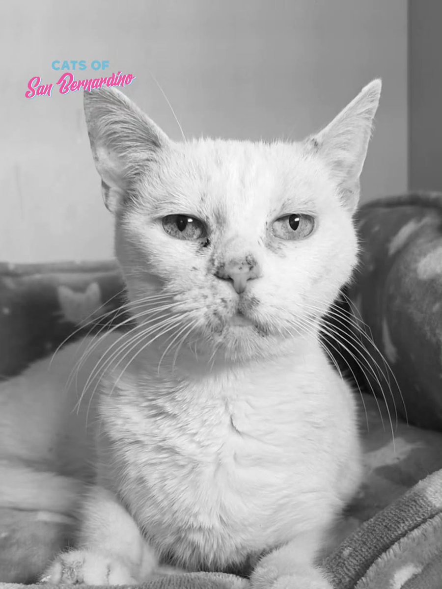 Cats Of Sanbernardino tweet media