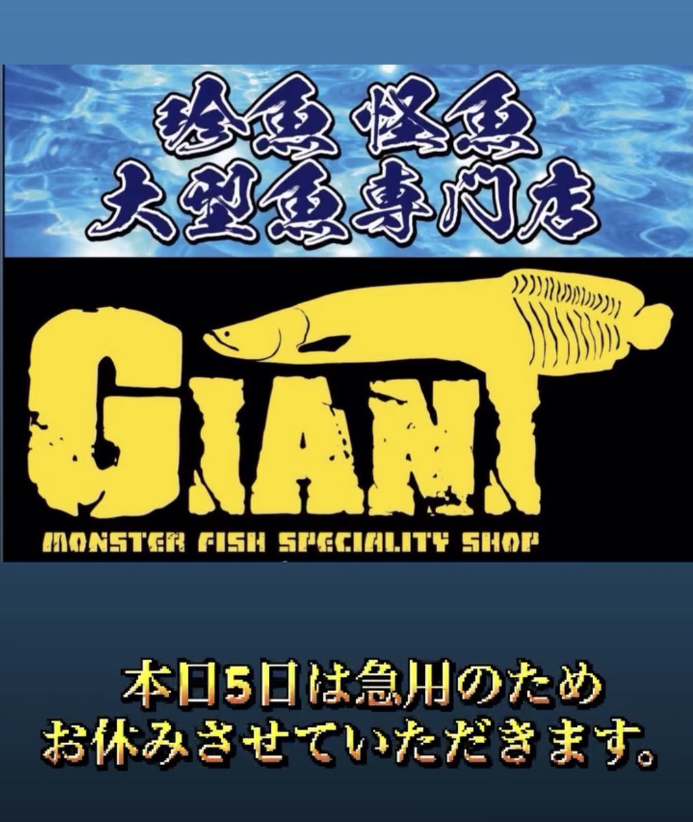 GIANT99844672's tweet photo. #モンスターフィッシュ
#熱帯魚
#古代魚
#特殊個体
#巨大魚
#珍魚
#怪魚
#大型魚
#大型魚専門店GIANT
#熱帯魚屋
#熱帯魚買い取り
#熱帯魚引き取り
#水槽買い取り
#水槽引き取り
#四国
#香川県
#高松市 https://t.co/AaxYGj4O6H