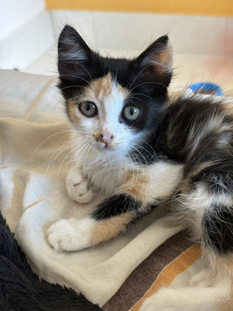 salamandras's tweet photo. acho que adotar um gatinho foi uma das melhores coisas que fiz na minha vida 🤒❤️‍🩹 https://t.co/cjVYPZMUYV
