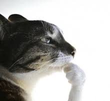 KinglyPancakes tweet media