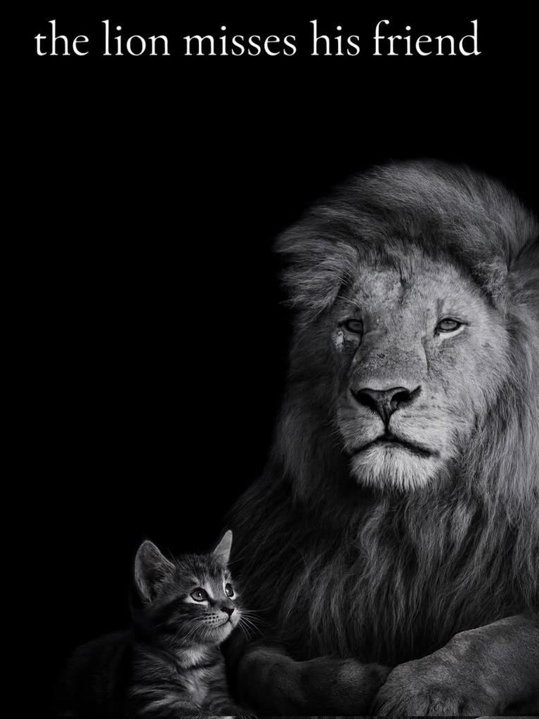 nezoshoki tweet media