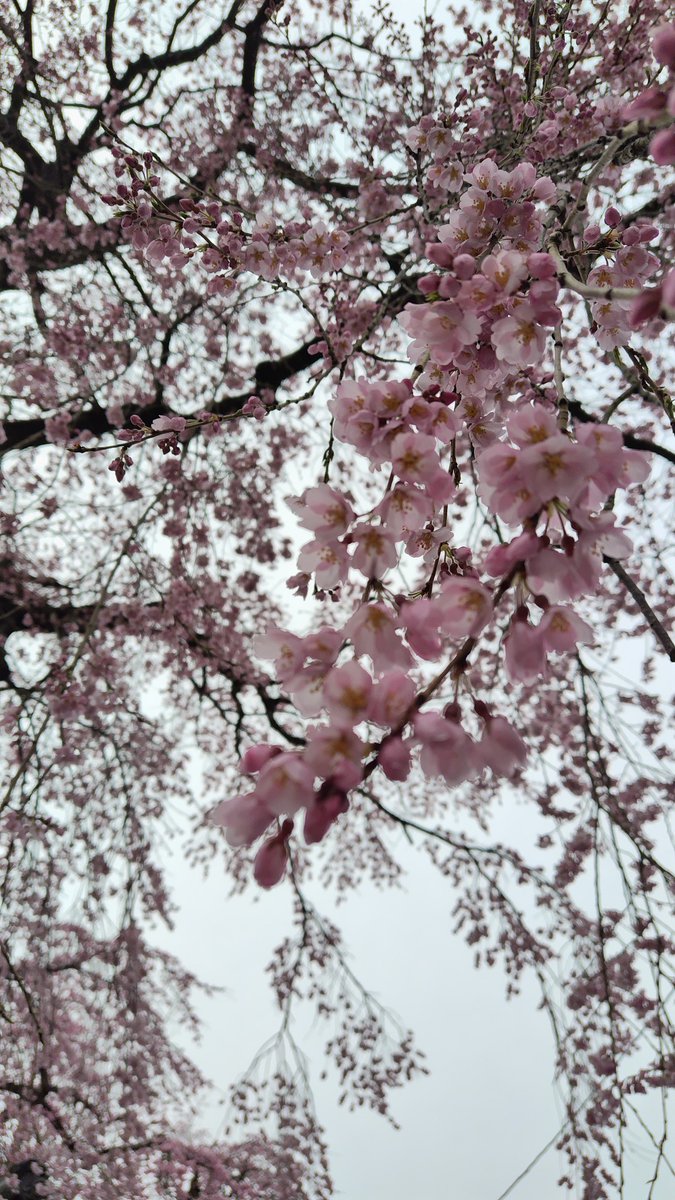 みやぎの明治村 tweet media