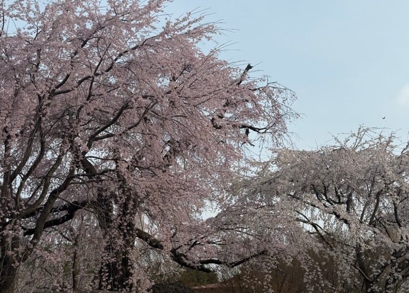 関西ぱーり tweet media