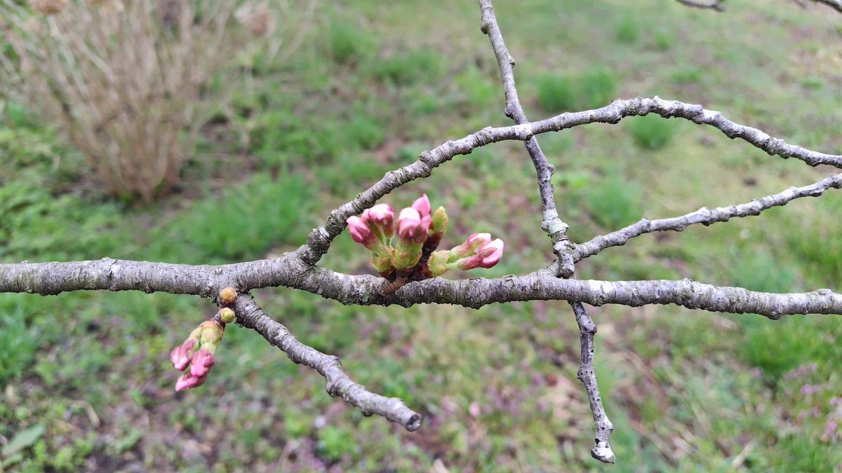 みやぎの明治村 tweet media