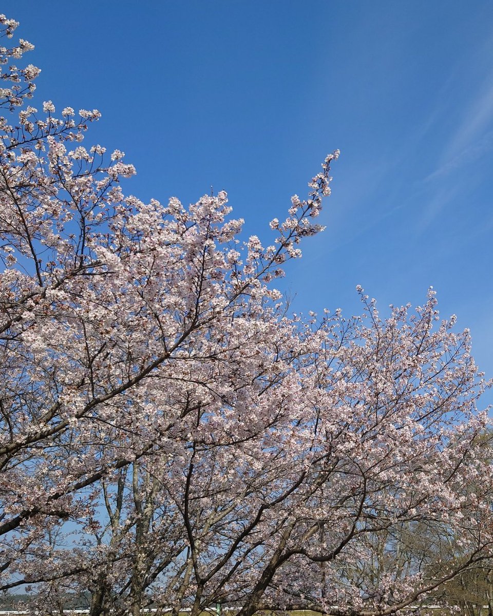 さえ🫧 tweet media