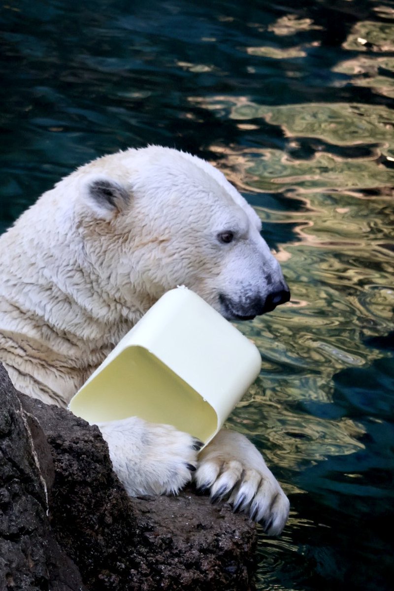 ゴーゴです

笑顔のゴーゴ🙂

#ゴーゴ
#ホッキョクグマ
#TLをゴーゴでいっぱいにしよう

2026.1.4撮影