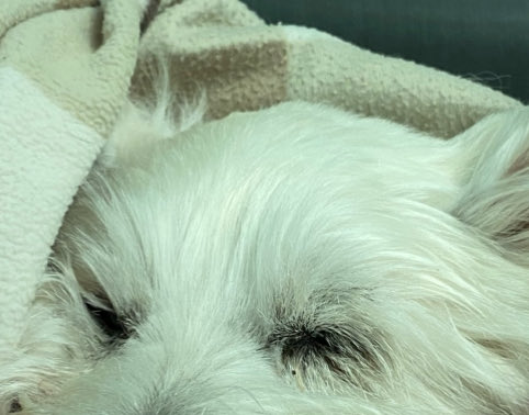 Honk if you Bonk2 tweet media