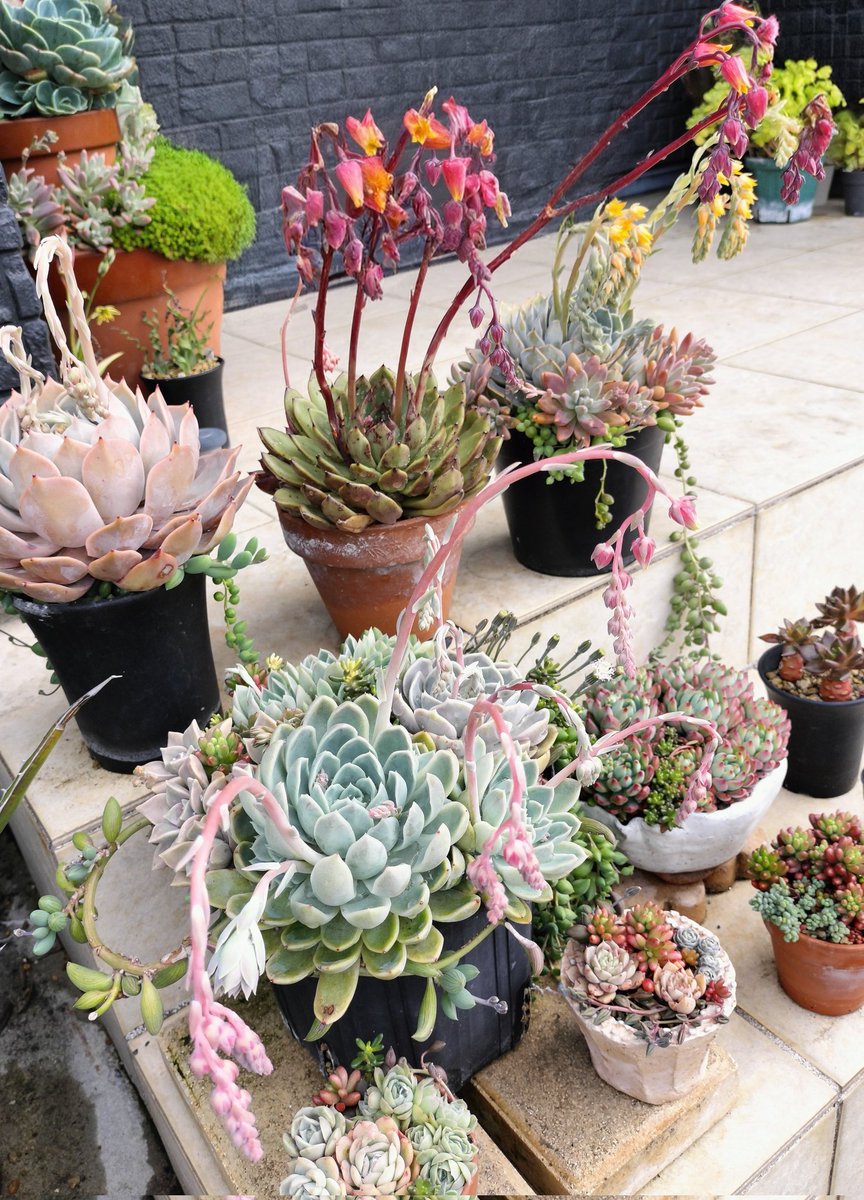 ﾁミｶﾜꪔ̤̥ꪔ̤̮ꪔ̤̫ꪔ̤̱ tweet media