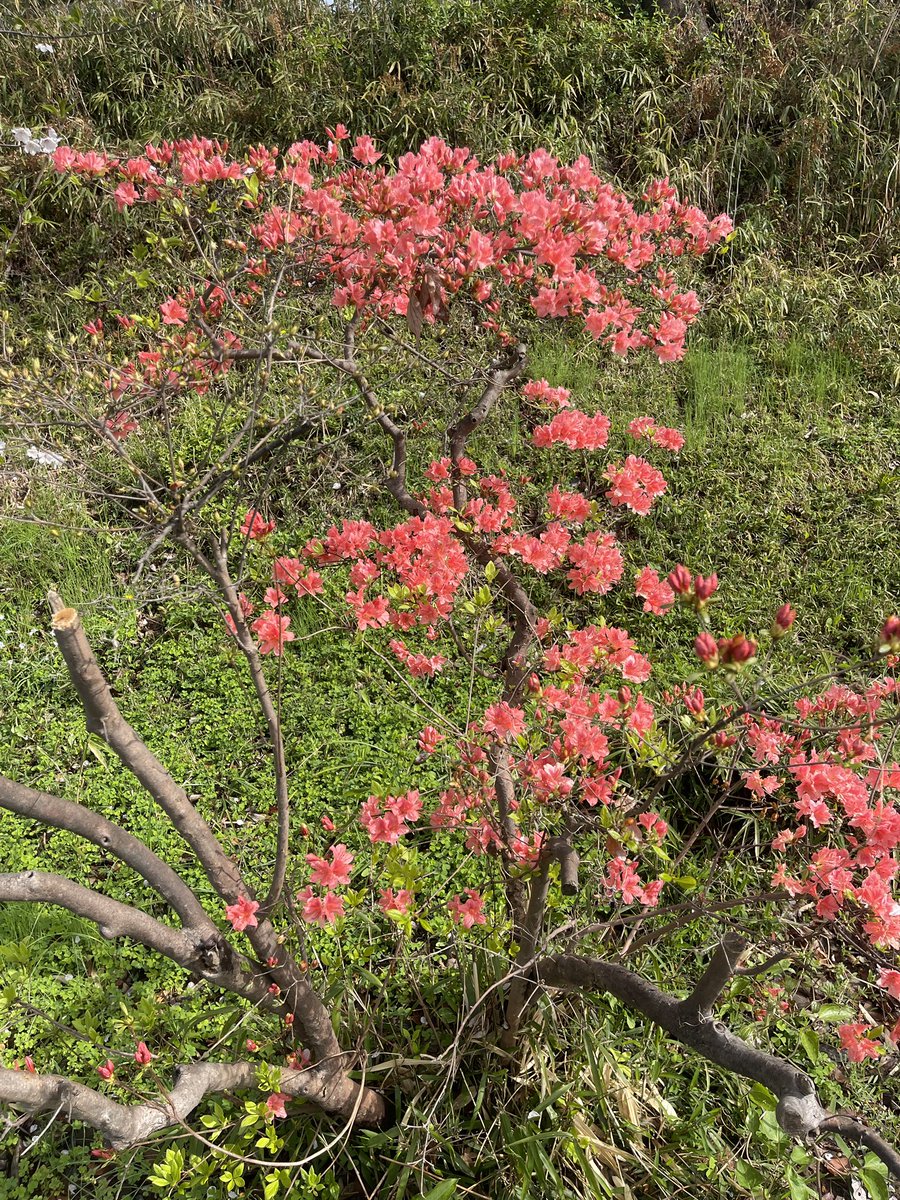 るなまさ tweet media