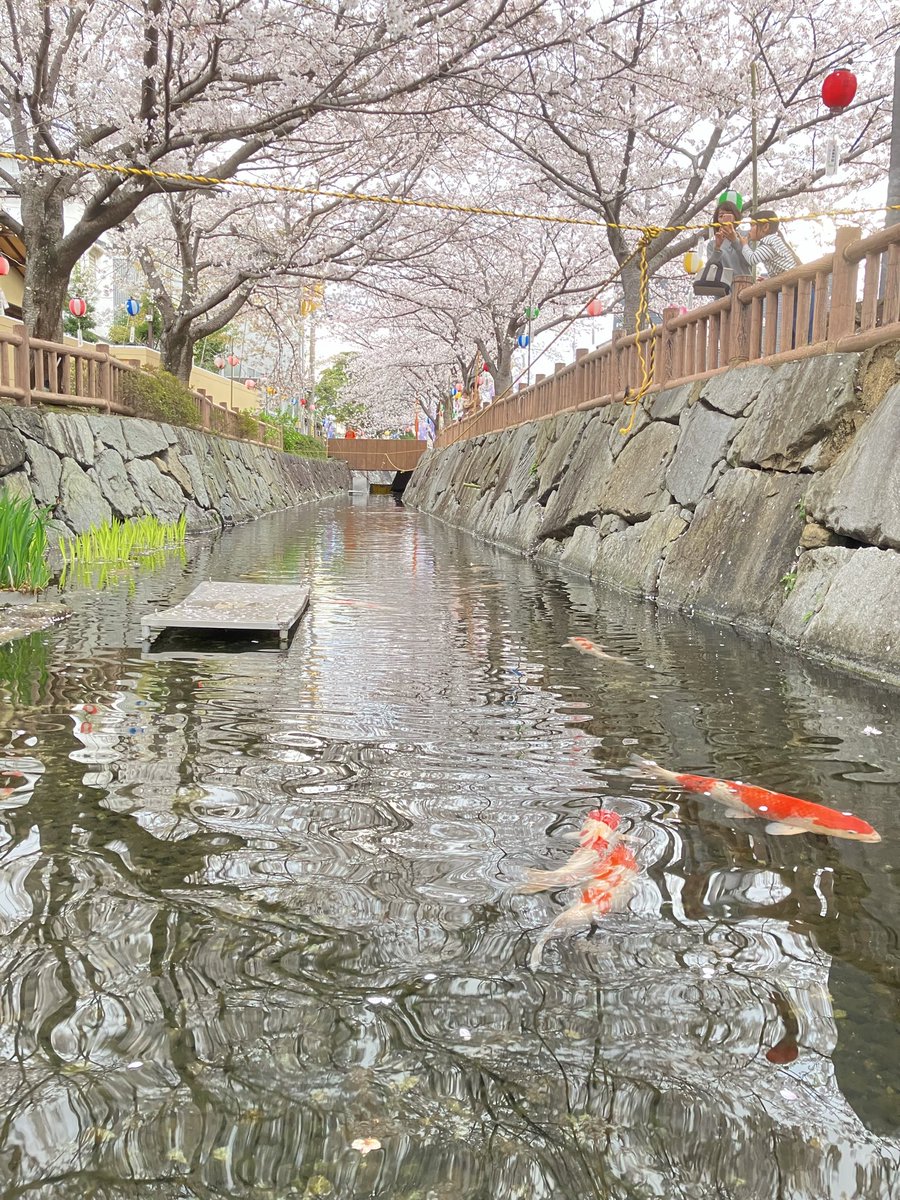 sekirin2011's tweet photo. 鹿の井出水　桜のトンネル https://t.co/AipKT11Tnh