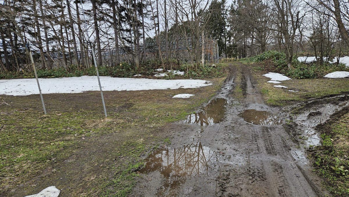 月猫りんご tweet media