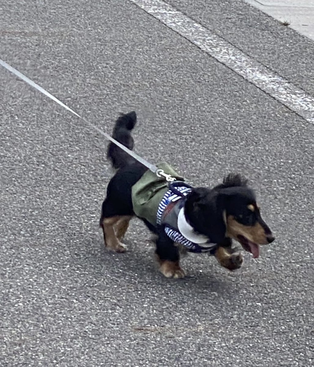 おさんぽ 🐕 ͗ ͗〜🎶