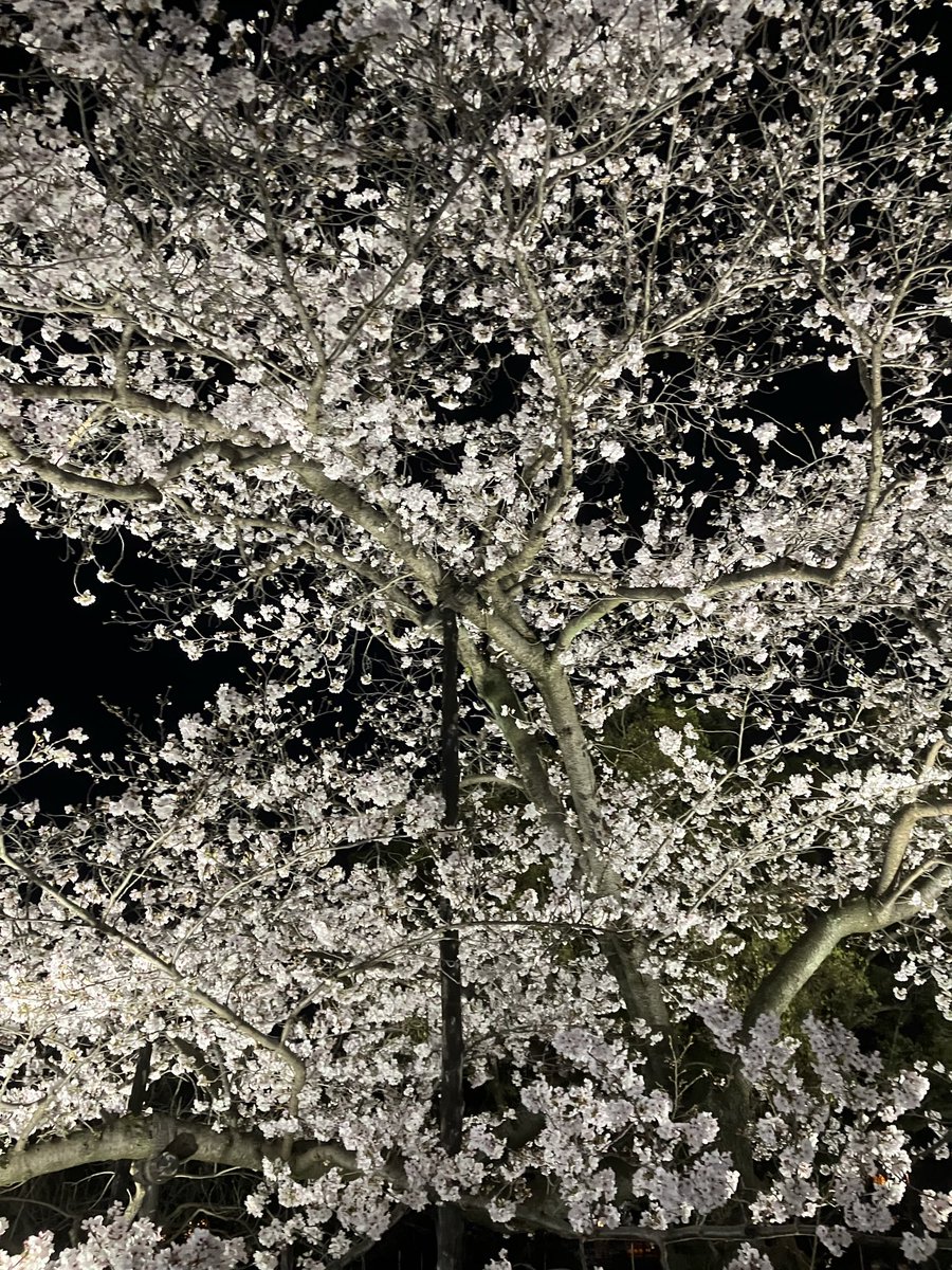 sekirin2011's tweet photo. 栗林公園　ライトアップ https://t.co/IiiRqepmDz