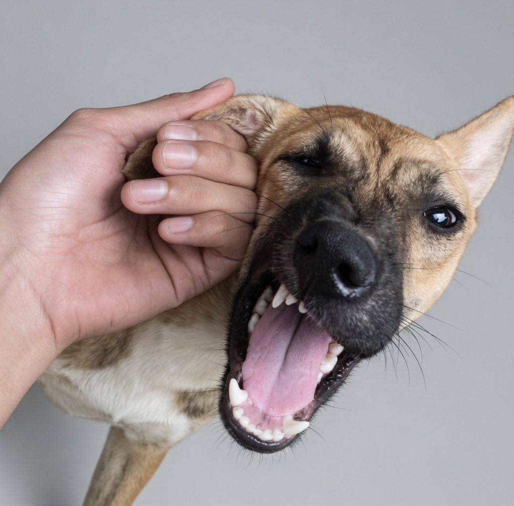 أسامة الضاوي tweet media