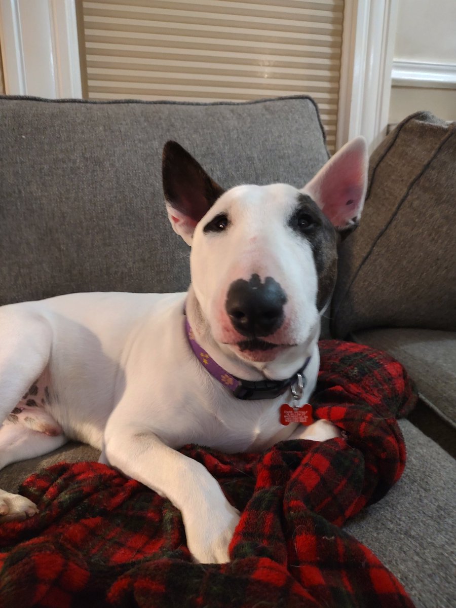 Spike The Rescue Pup & Rex The TV Terrier ®🌈🐾 tweet media