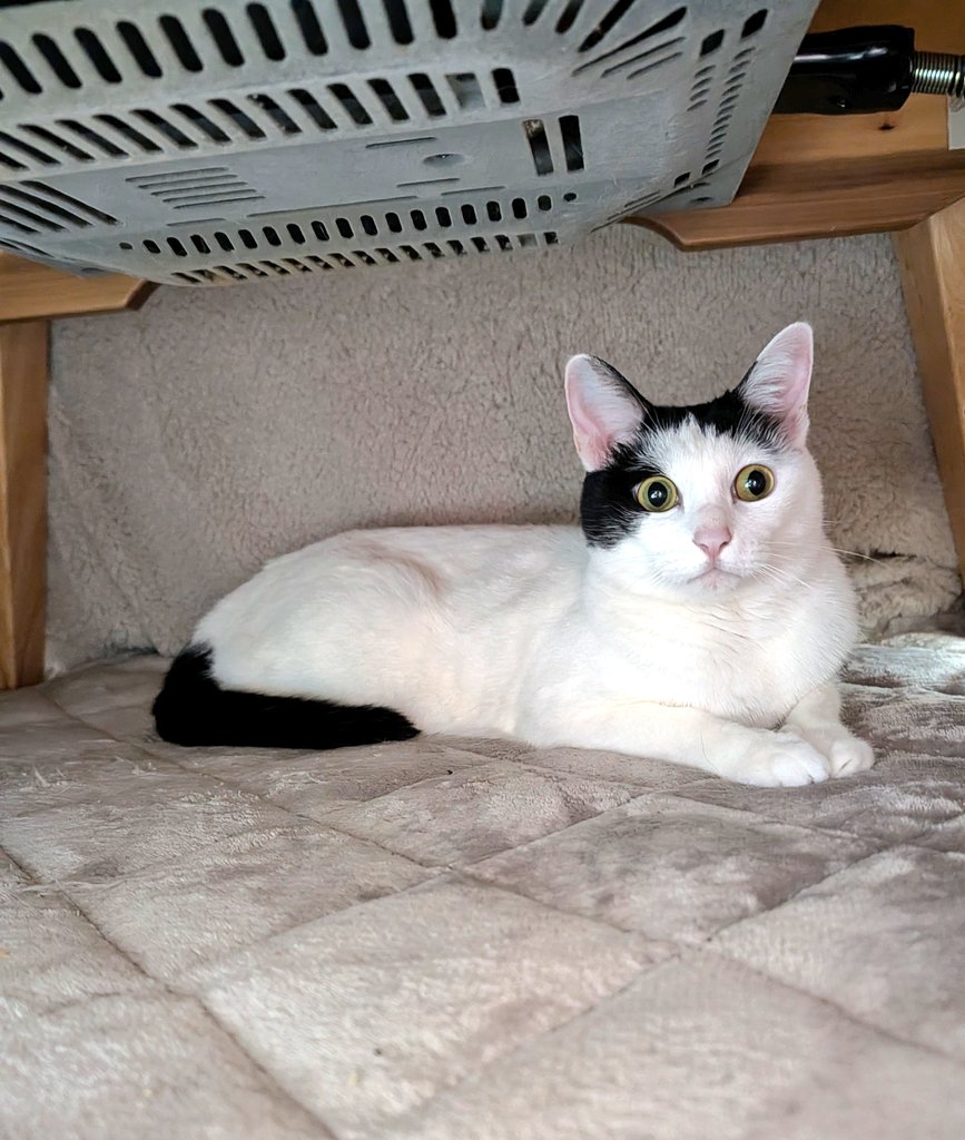 むつみや tweet media