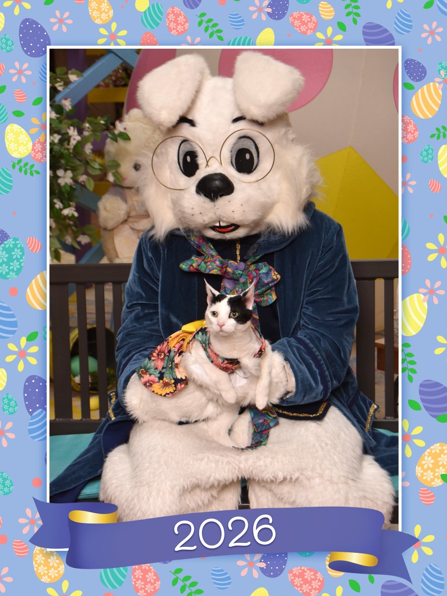 TheSprinklesCat's tweet image. #HoppyEaster2026 Furrends! Wishing mew a purrfect day to all my favorite Peeps 🐇🐥! #cowcat 🐄🐈#CatsofTwitterX #adoptdontshop #staysafefurrends