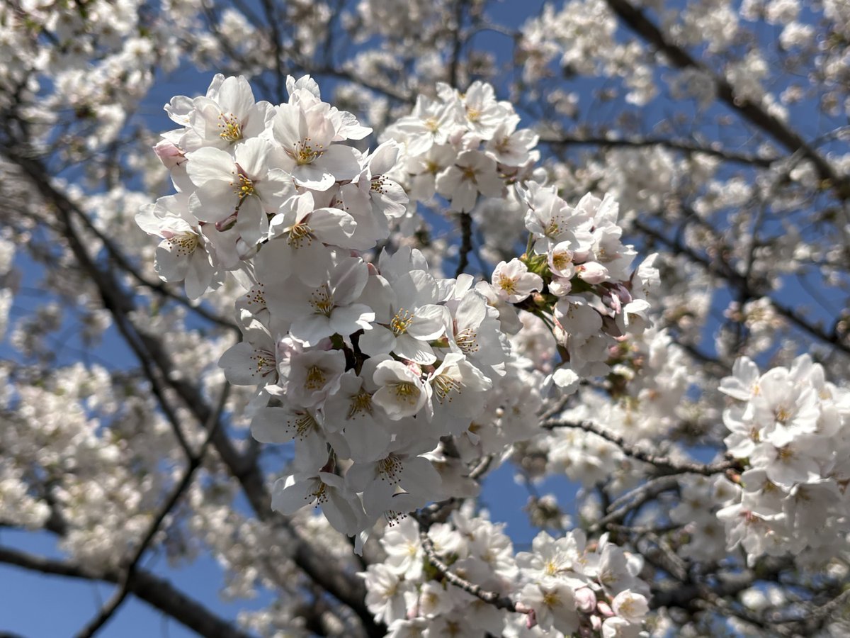 hal365797810's tweet photo. 春馬くん
お誕生日🎂おめでとう🌸
今年もたくさん桜を見上げているよ
きれいだね https://t.co/3K3jogZpIu