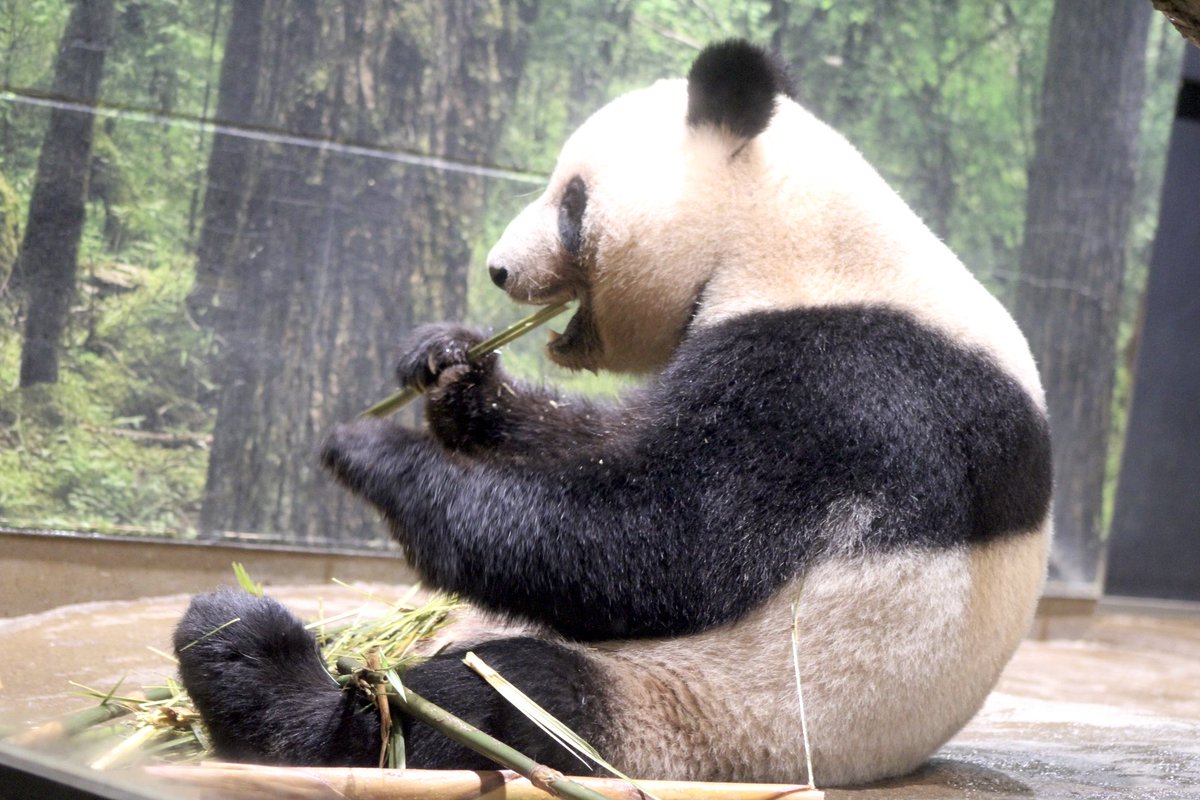 おはよう、レイちゃん🧡

ちんまりして丸いレイちゃんが可愛い😊

#ありがとうシャオレイ
#レイレイ

2024.6.22撮影