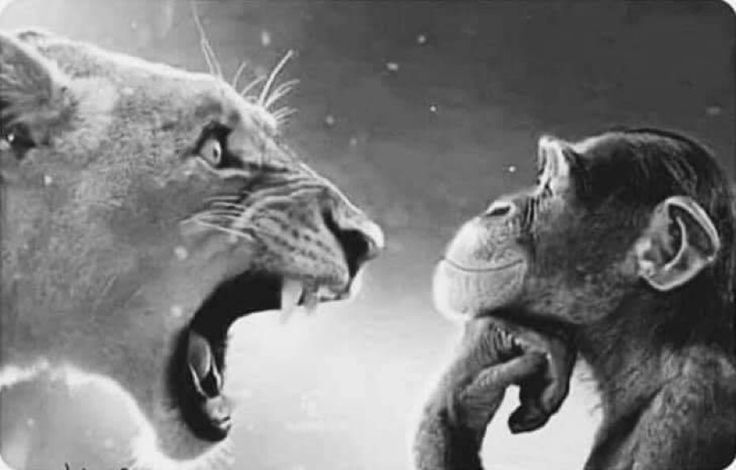 completamente tranquilo de que no tengo que hablar mal de un amigo mío para divertirme en una juntada