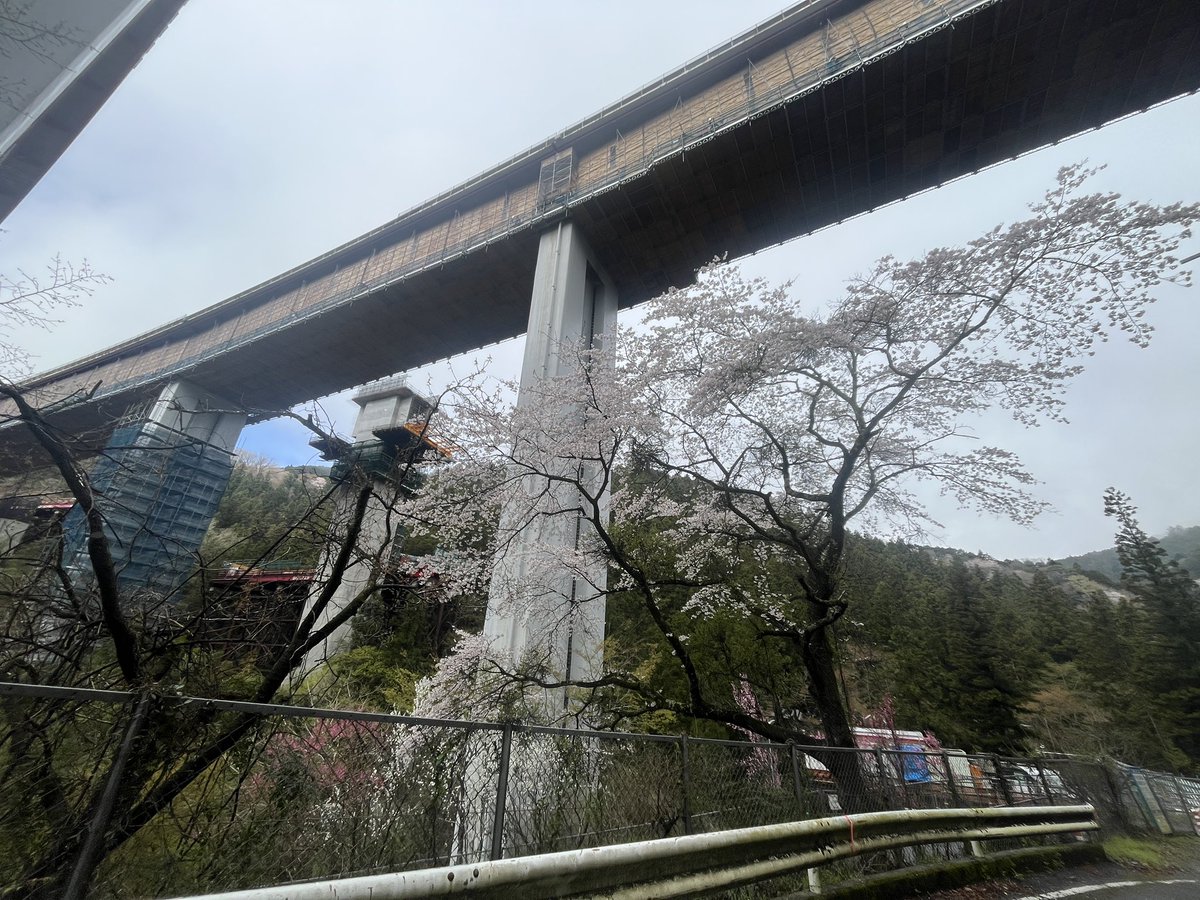 ささゆー tweet media