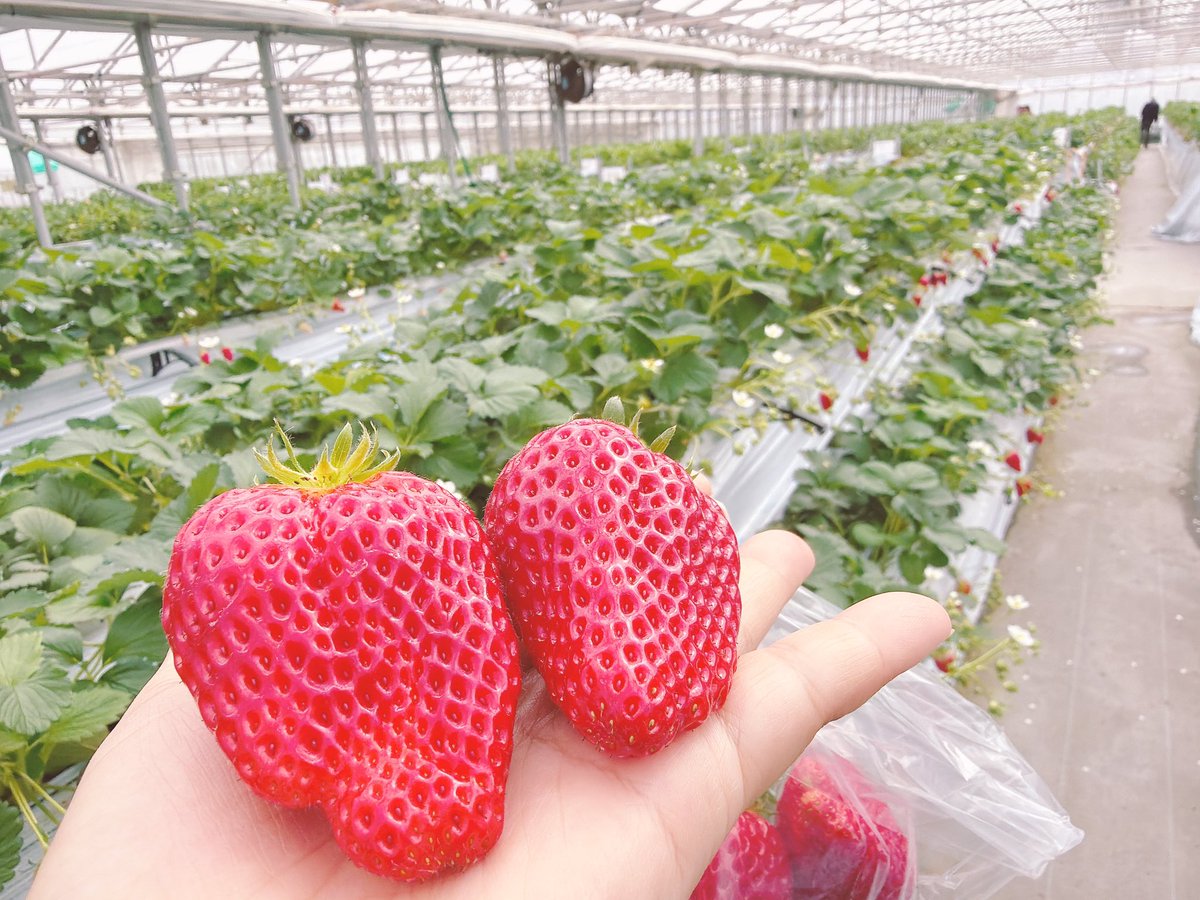 ろにゃもん@765 tweet media