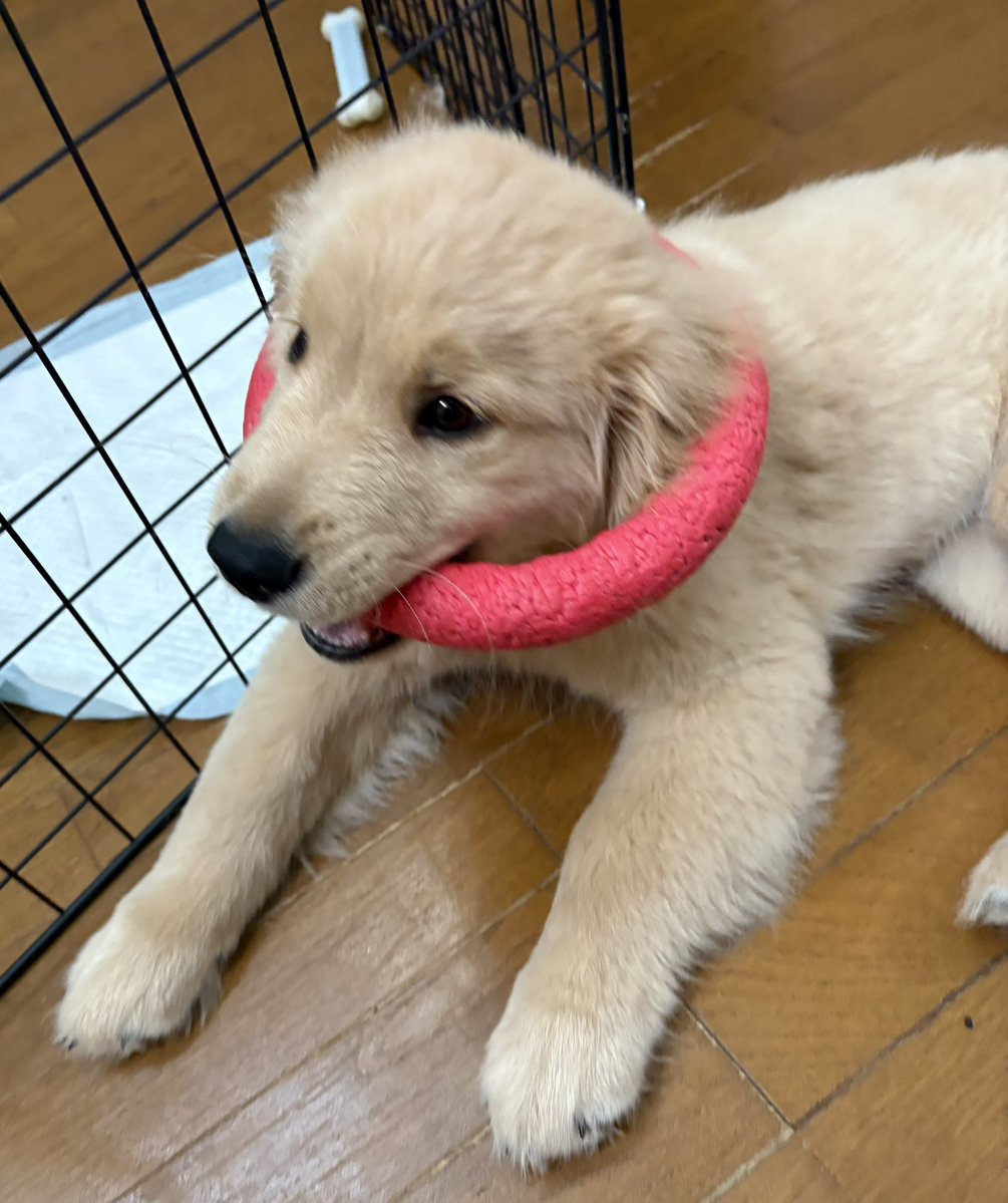 ムースとチーズの日常@ゴールデンレトリバー tweet media